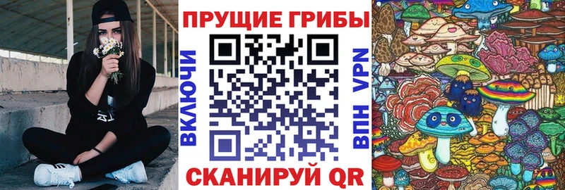 Псилоцибиновые грибы Cubensis  Купить закладки  Нестеров 